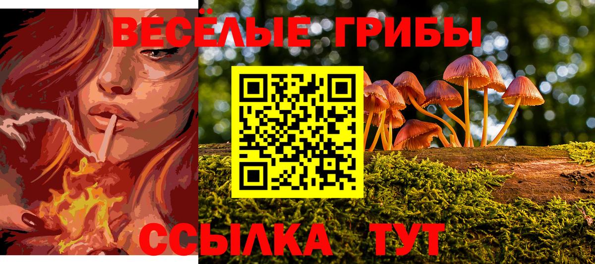 Галлюциногенные грибы Psilocybe Среднеуральск